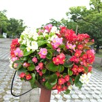 U-KHAN - 荒子川公園のベゴニア