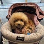 ダパイダン105 - シェリ