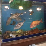 延喜寿し - いろいろな魚が泳いでます