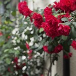 あきの珈琲 - お店の外のバラ