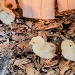 江戸そば マルノ - 