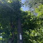 インデアンレストラン  ニューミラ - コブシの葉炸裂^_^、