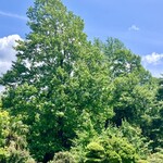 ウッディベア - 