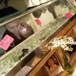 牡蠣処 クーガ - ショーケース