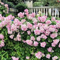 表参道バンブー - 入口左側の花