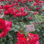 白金亭 - 神代植物公園