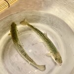 301930305 - 岩魚いわな