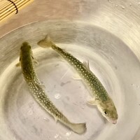 京懐石 みのきち 新宿住友店 - 岩魚いわな