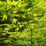 森の中のお肉レストラン アースガーデン - 