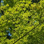 森の中のお肉レストラン アースガーデン - 