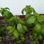 ハレルヤピザ - フレッシュバジル