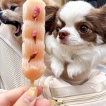 さくらの夢見屋 - 