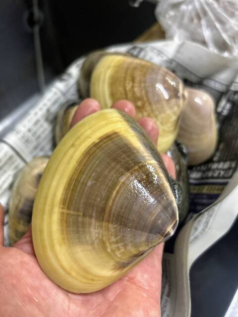 寿し扇 - 古川（寿司）の写真