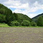 梅庵 - 店前の駐車場からの景色
