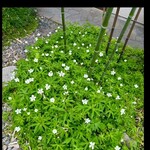 郷土料理ともん - 土門に咲てる白い花　５月後半　　byまみこまみこ