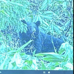 郷土料理ともん - 25メートル　襲ってくる距離　怖いですねっ　byまみこまみこ