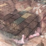 ラーメン専門 宮の森 - 近くの猫