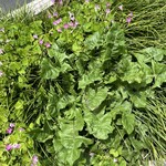 ラーメン専門 宮の森 - たんぽぽの葉