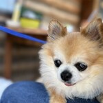 ジロー珈琲 - お膝の上でいい子にしてました。