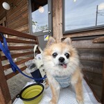 ジロー珈琲 - 後ろの扉から店員さんが運んできてくれます。テラス席は３席です。