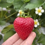 姫路ハートフル観光農園 - 