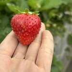 姫路ハートフル観光農園 - 