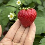 姫路ハートフル観光農園 - 