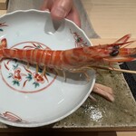 神田錦町 鮨たか晴 - 車海老（茹で上がり）