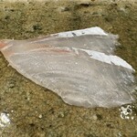 神田錦町 鮨たか晴 - 鱸（常盤）