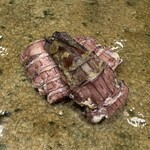 神田錦町 鮨たか晴 - 蝦蛄（小樽）