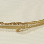 ぬま田 - キス骨煎餅