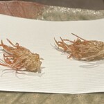 ぬま田 - 車海老(天草)頭