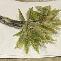 ぬま田 - コシアブラ