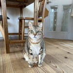 books to curry 猫のしっぽ - 