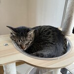 books to curry 猫のしっぽ - 