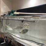 居酒屋 ほたる - 