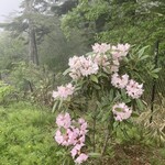 雲取山荘 - しゃくなげかわいい