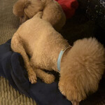 アメ村社員食堂 - 