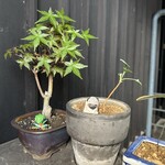 すし ふくづか - 