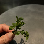 VERT - 天然クレソン