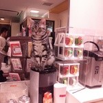 猫まるカフェ - 