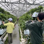 いちごハウス たかはし - 