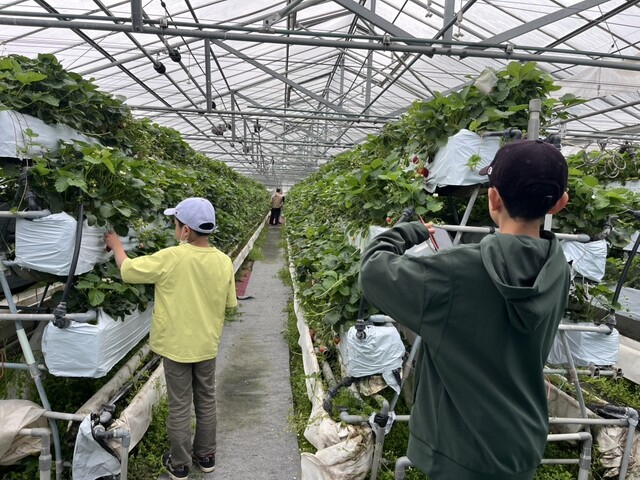 いちごハウス たかはし - 小山田（その他）の写真