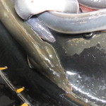 かぶと - 静岡沖産天然鰻