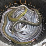 かぶと - 今日の鰻