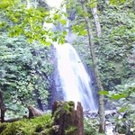 奥入瀬渓流ホテル - 立ち枯れの 木に苔生かす　雲井滝