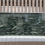 美加登家 - 外から見える水槽