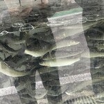 美加登家 - 鮎漁の解禁から4日にしては立派な鮎たち