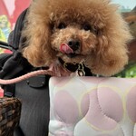 クッチーナ デル カンポ - おやつをあげたよ～