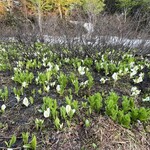 猿倉温泉 - 水芭蕉も最盛期